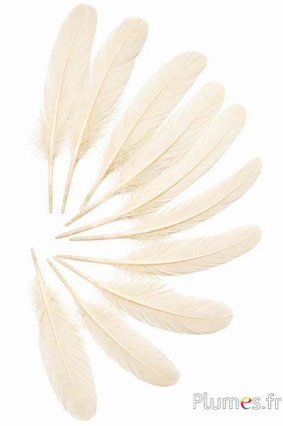 Gans - 15-21 cm - creme